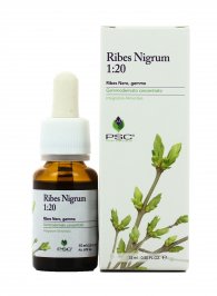 PSC - Black Currant - Ribes Nigrum