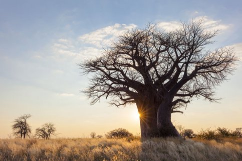 Polpa del Frutto di Baobab Bio