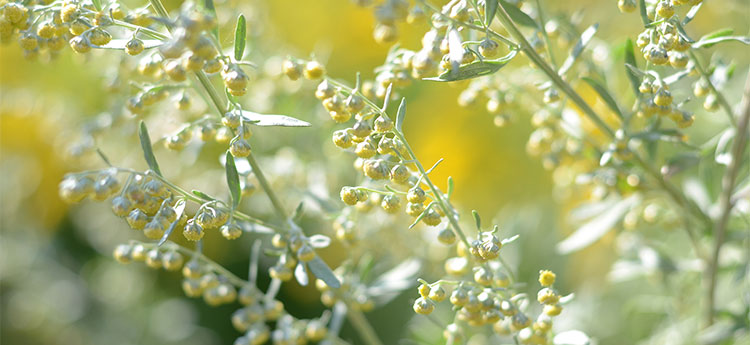 Artemisia annua: come si usa, Proprietà ed Effetti Collaterali