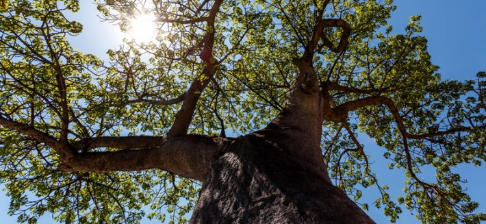 Baobab: il gigante buono dalle virtù curative e nutritive