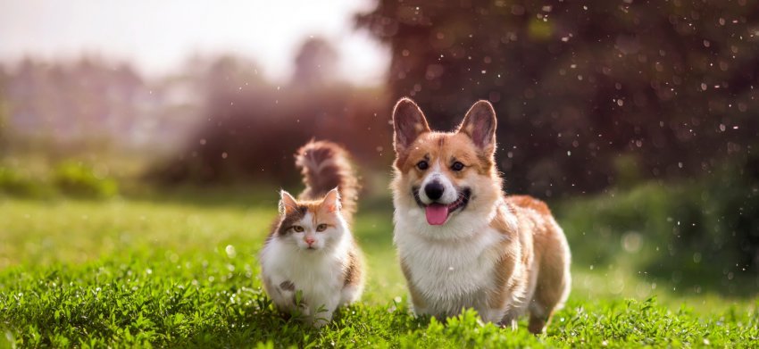 Guida Completa agli Antiparassitari per Cani e Gatti