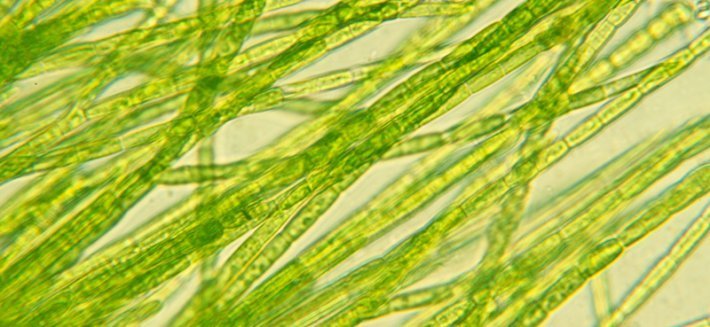 Le Alghe In Medicina: Proprietà e consigli pratici