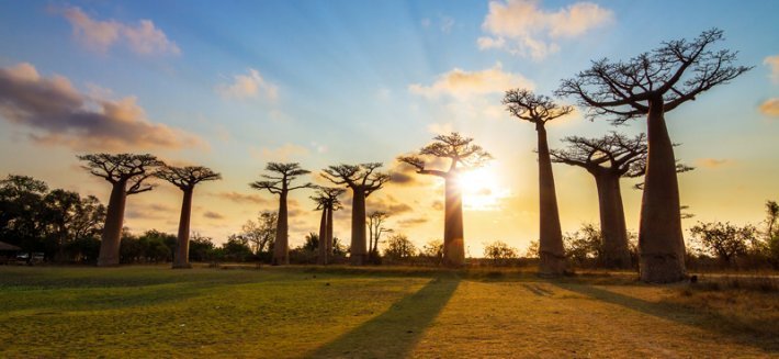 Baobab: un prezioso alleato per il tuo benessere