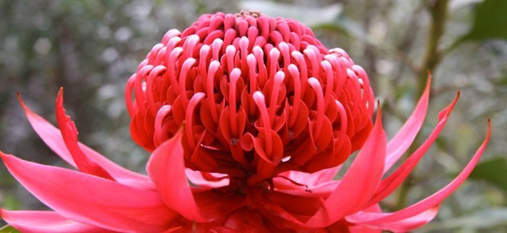 Le Essenze Floreali Australiane del Bush: Rimedi naturali dagli straordinari poteri curativi