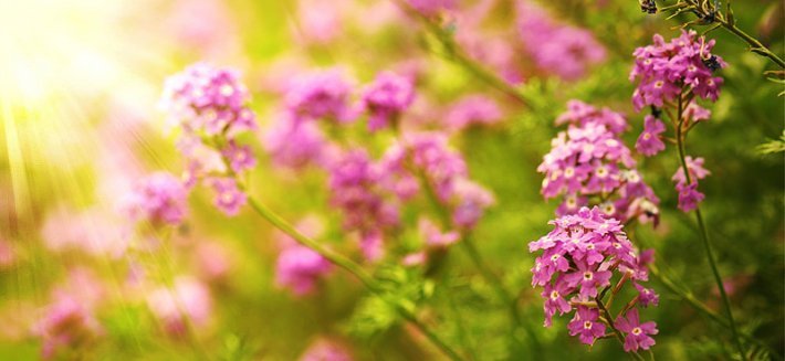 Verbena Odorosa: una pianta "magica" dai numerosi utilizzi