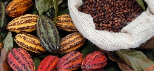 Dalle Fave di Cacao al Cioccolato: Origine e produzione del 